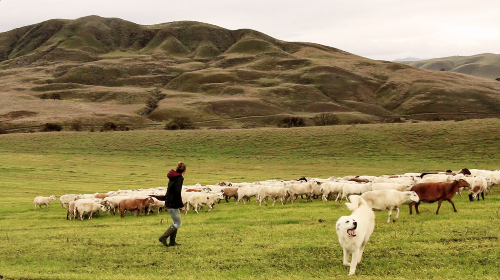 Jessie Maier herding sheep.
