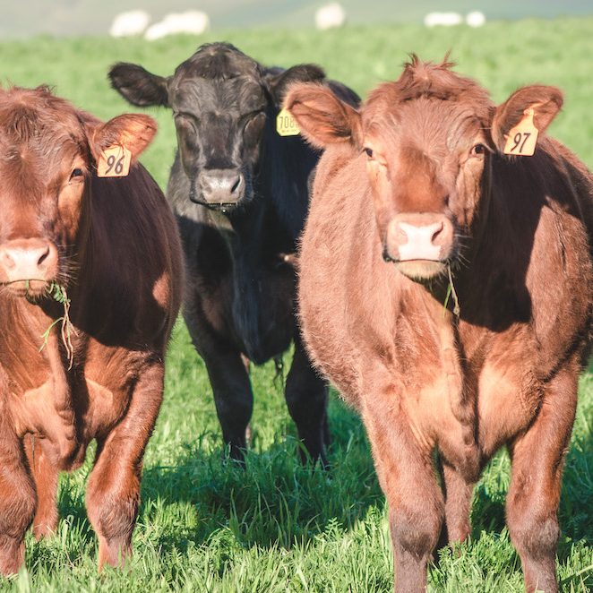Cattle-20190308-KAB_0520