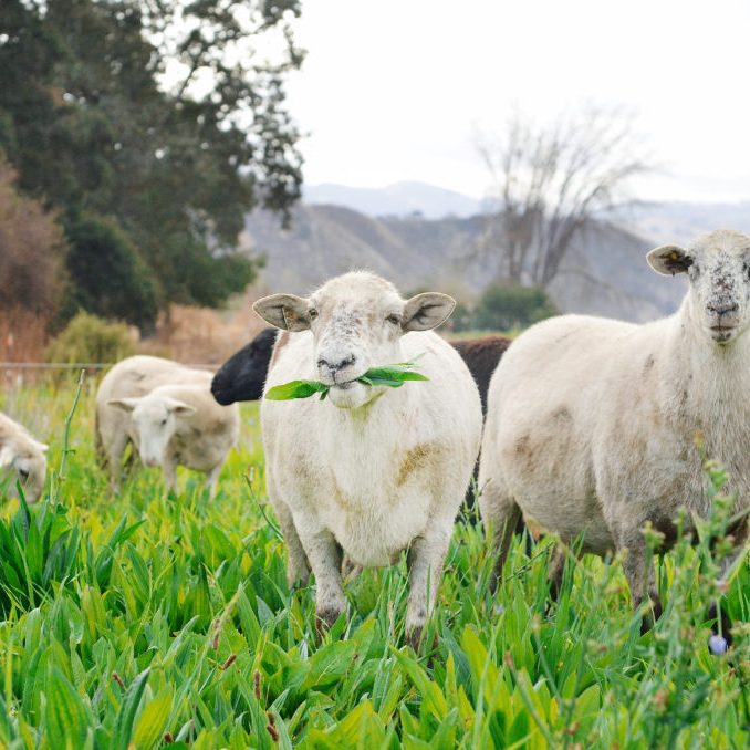 Paicines Ranch Sheep -by Alicia Arcidiacono