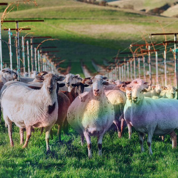 Rainbow Sheep in Vineyard-sqr-med
