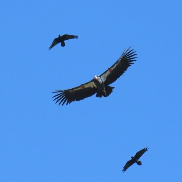 condor copy